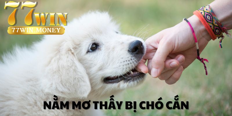 nằm mơ thấy bị chó cắn