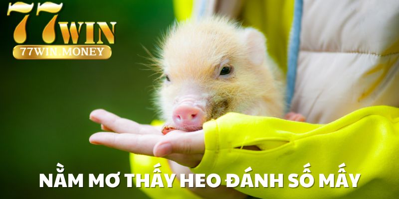 NẰM MƠ THẤY HEO ĐÁNH SỐ MẤY