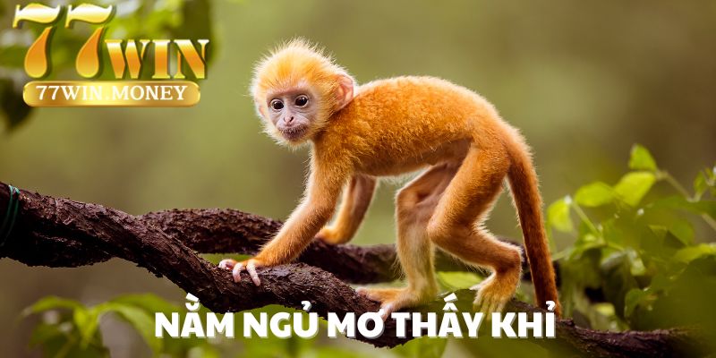 nằm mơ thấy khỉ