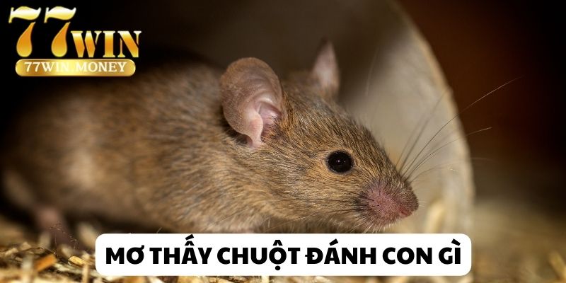 mơ thấy chuột đánh con gì